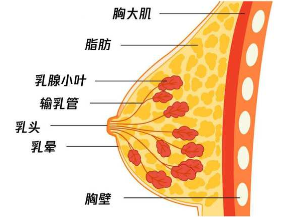 大乳房正常大小图片