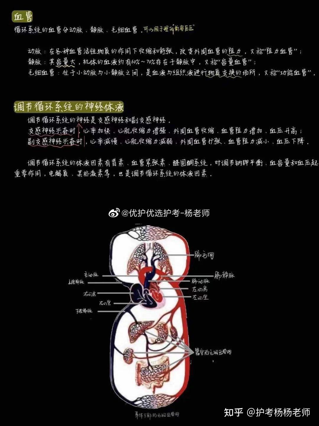 循環系統的解刨生理和心電圖