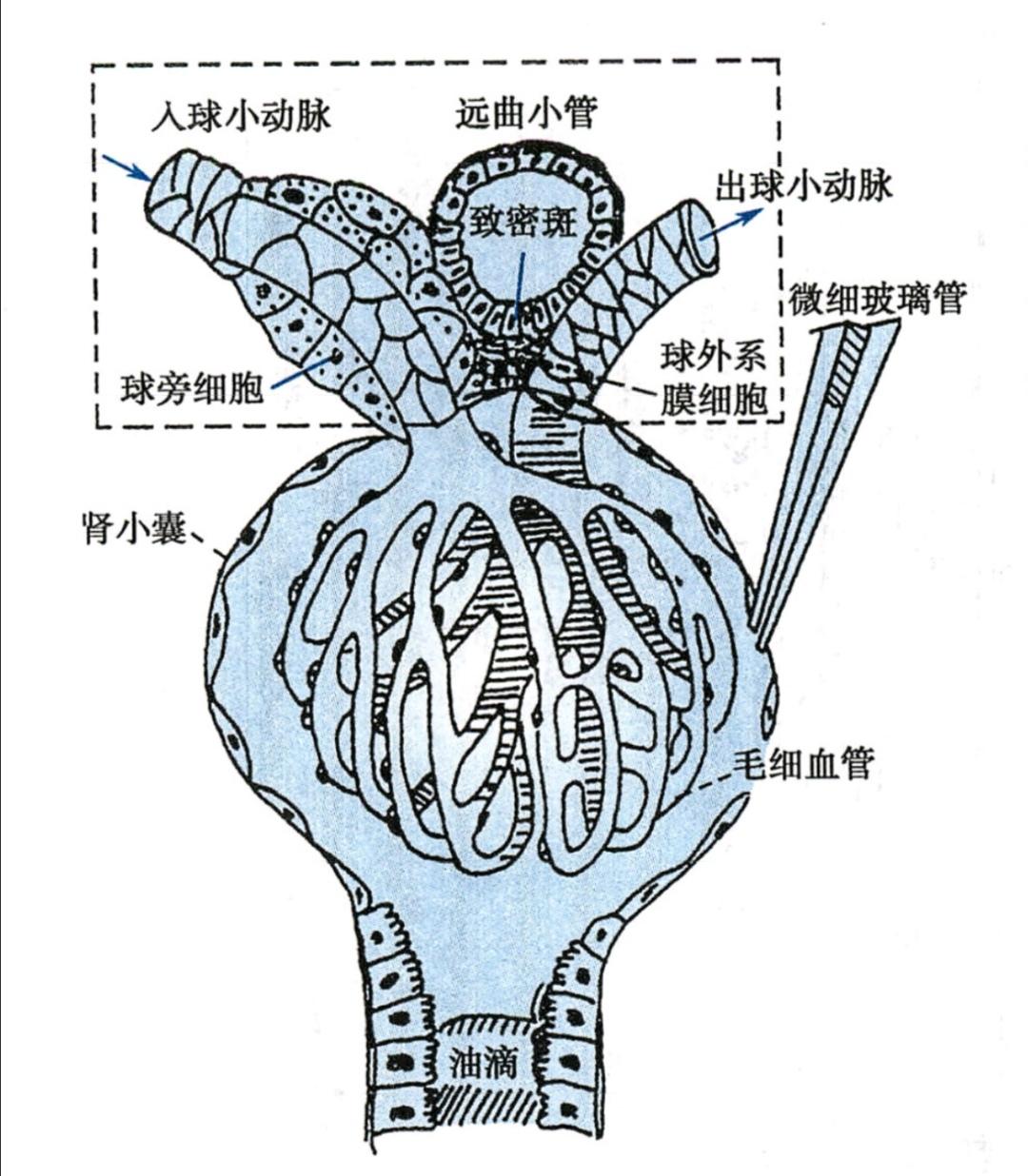 v2-c07e18d80c26bbe98bdfb667af499b60_r.jpg