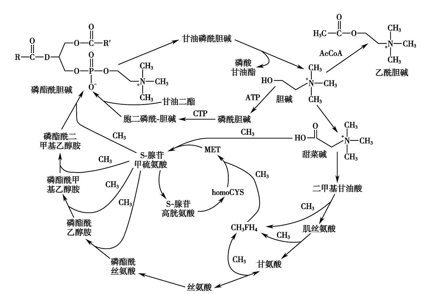 第九节 胆碱 - 知乎