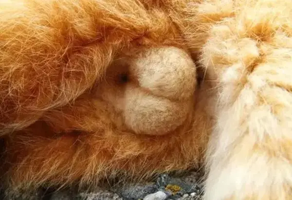 宠物为啥要割蛋蛋,本篇内容请未满18的宠物请在家长陪同下观看!