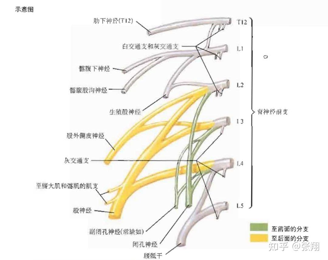 图5-2-10 腰丛及其分支-人体解剖学与组织生理病理学-医学
