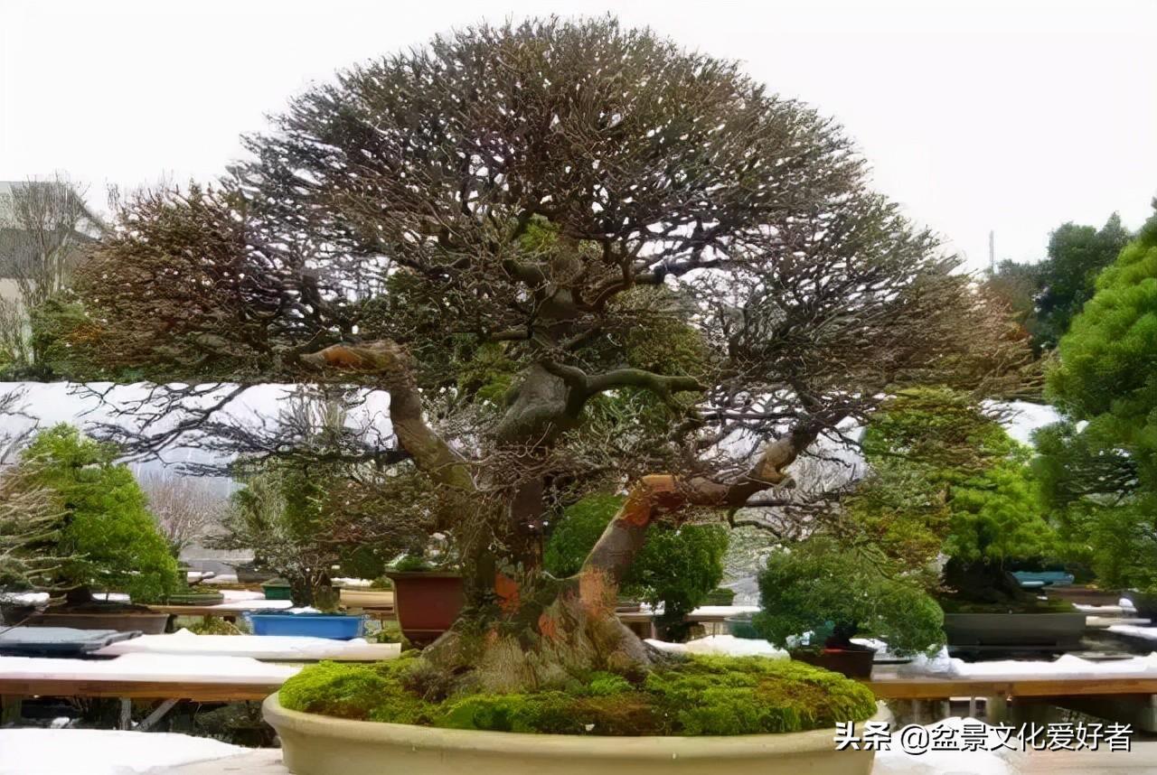 小院珍藏号称世界第一盆栽的柏树盆景一年四季拥有不同的风情