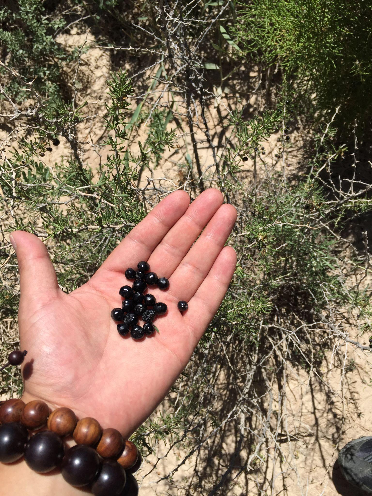 种植黑枸杞和野生黑枸杞的差别