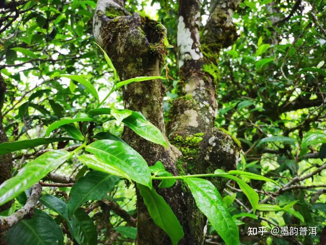 野生茶与古树茶究竟有什么区别? - 知乎