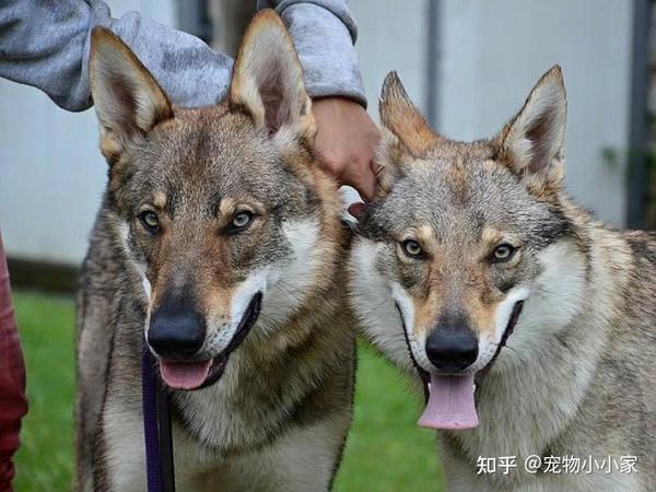 国内禁养犬名单,没想到它也在里面! - 知乎