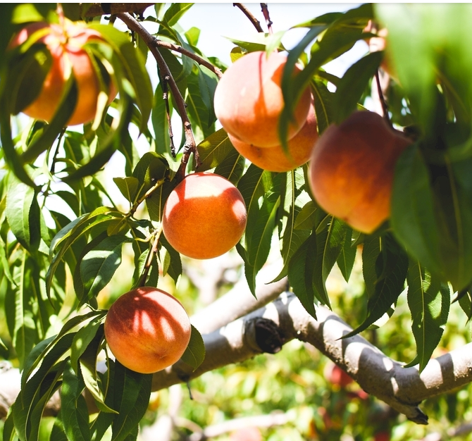 几个月可以吃水蜜桃 v2-c0974e9d2230905a71a033458fcfe9e4_r.jpg