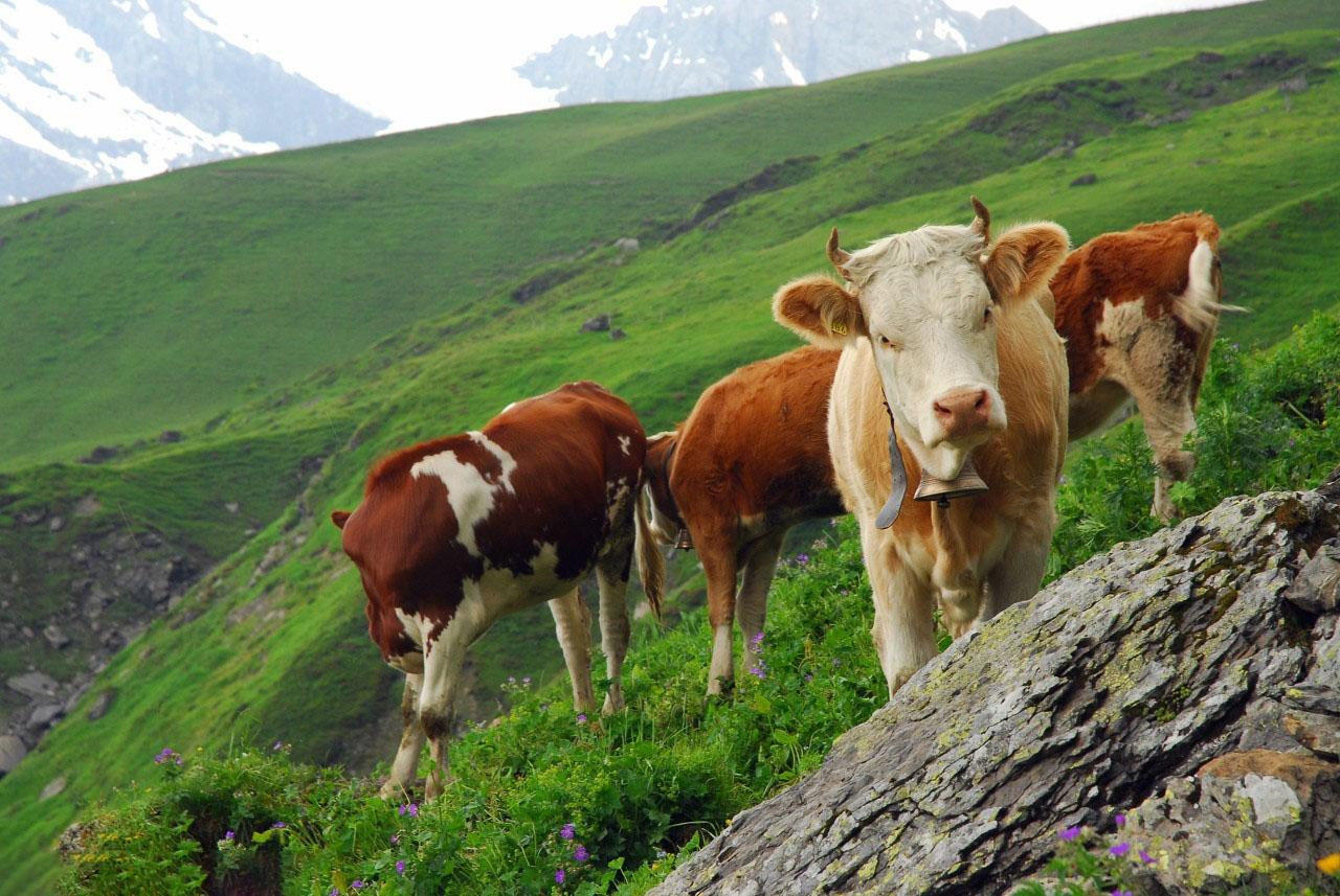 牛喂棉籽饼的中毒症状以及防治措施