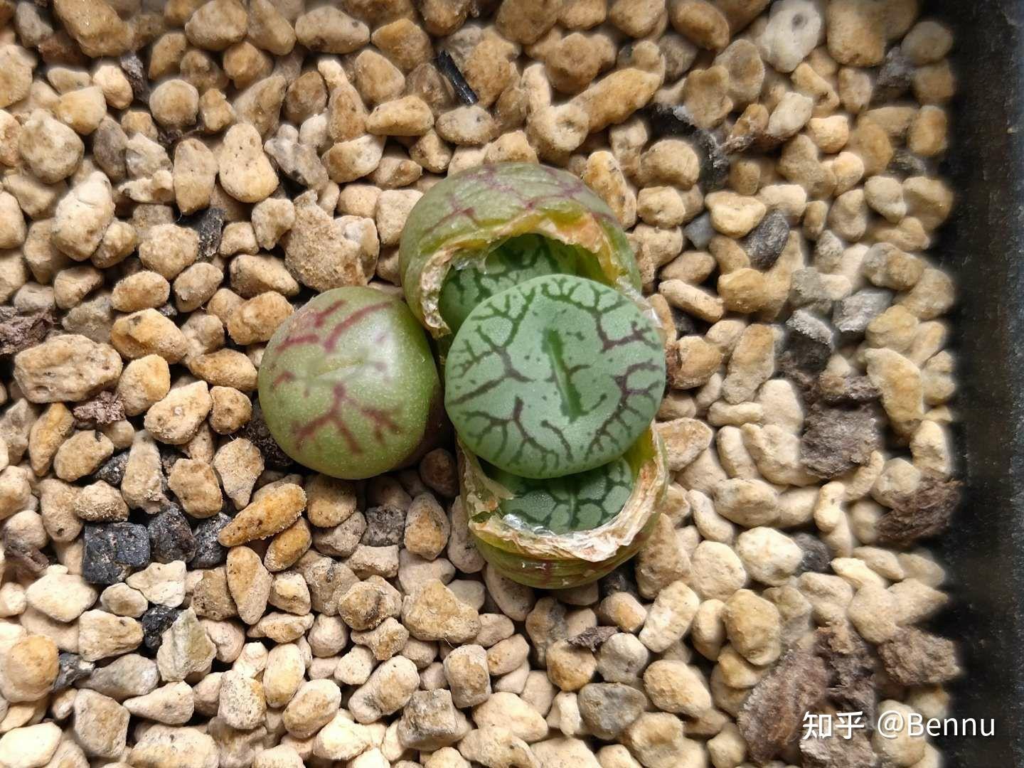 植物番杏科肉锥属清姬conophytumminimum