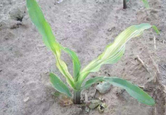 种植玉米出现肥害,这3种补救对策,帮你减轻受害程度