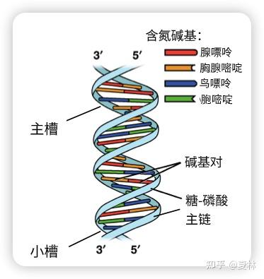 基因与结构 - 知乎