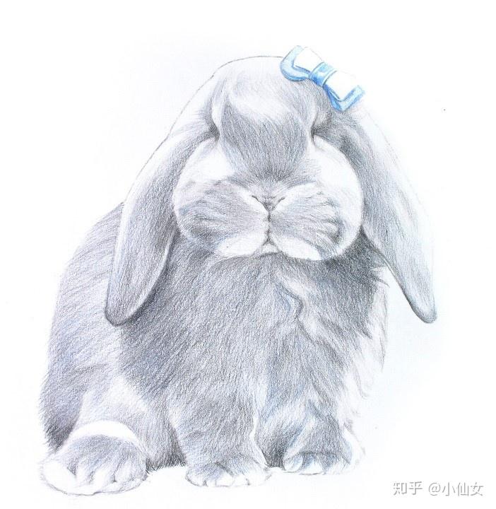 详解彩色铅笔画之垂耳兔的画法