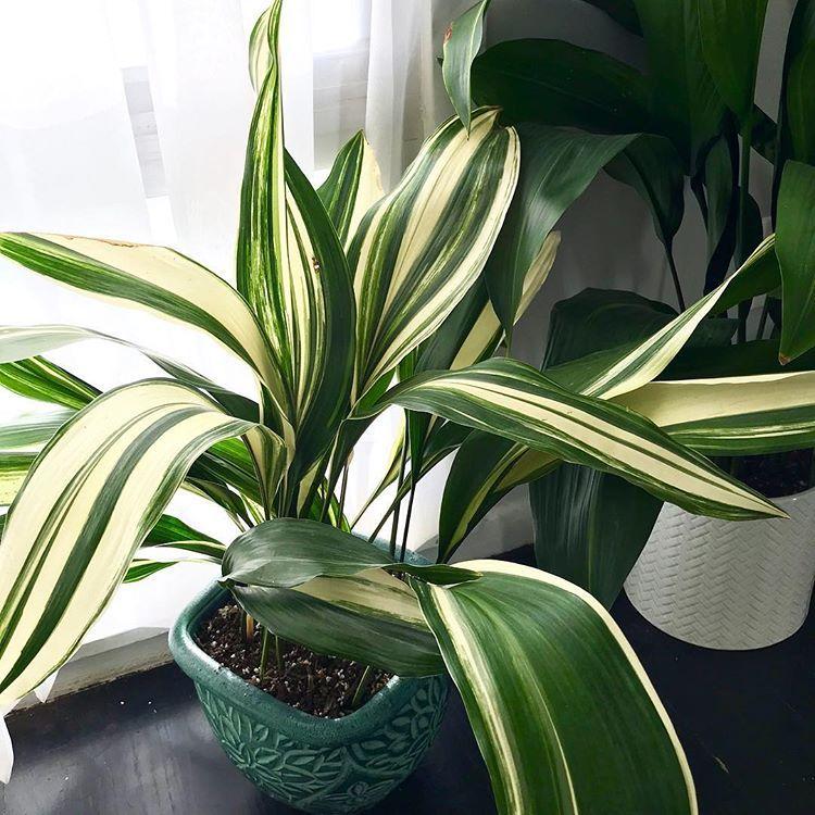 叶子斑斓的一叶兰你会喜欢么？这植物养室内真心好打理，耐阴耐旱 - 知乎