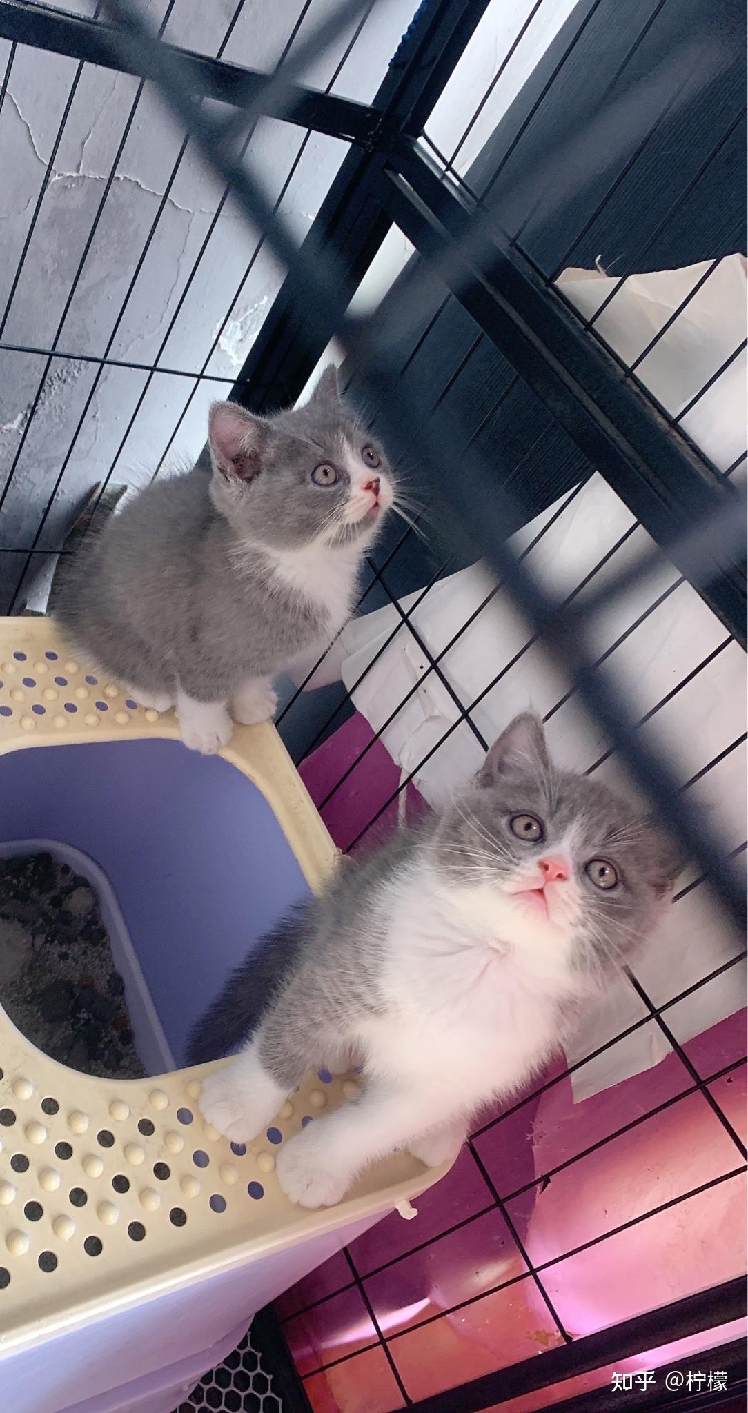 自己家养的蓝猫寻找主人 - 知乎