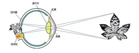 眼軸增長較快,角膜曲率變小,度數幾乎沒有增加,請問是什麼原因呢?