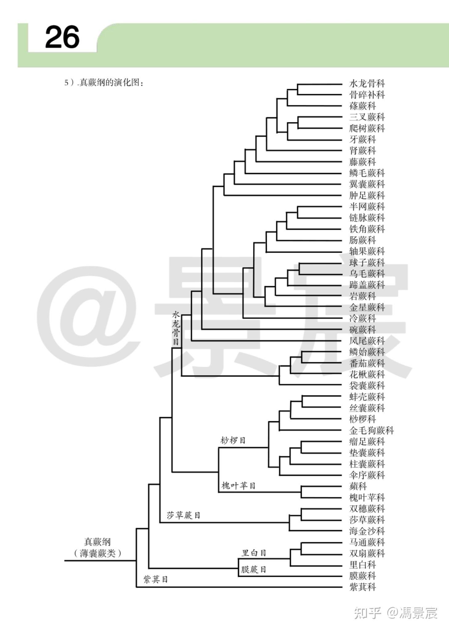 植物系统发生树及植物演化1 - 知乎