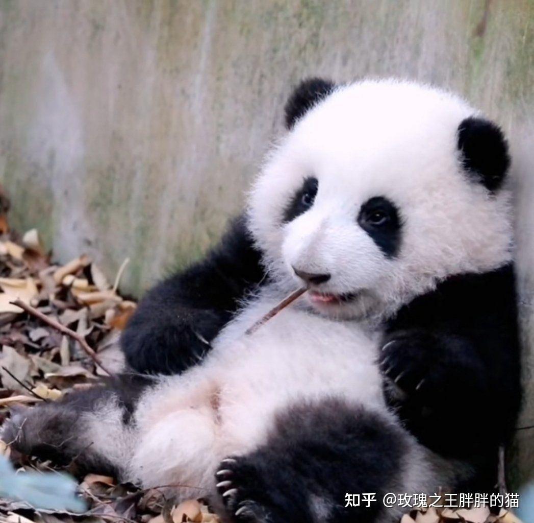【大熊猫和花】花花爬树（视频对脖子非常不友好，慎点）_哔哩哔哩_bilibili