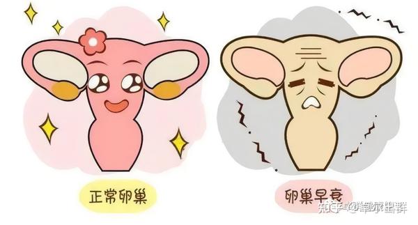 卵巢早衰的救星
