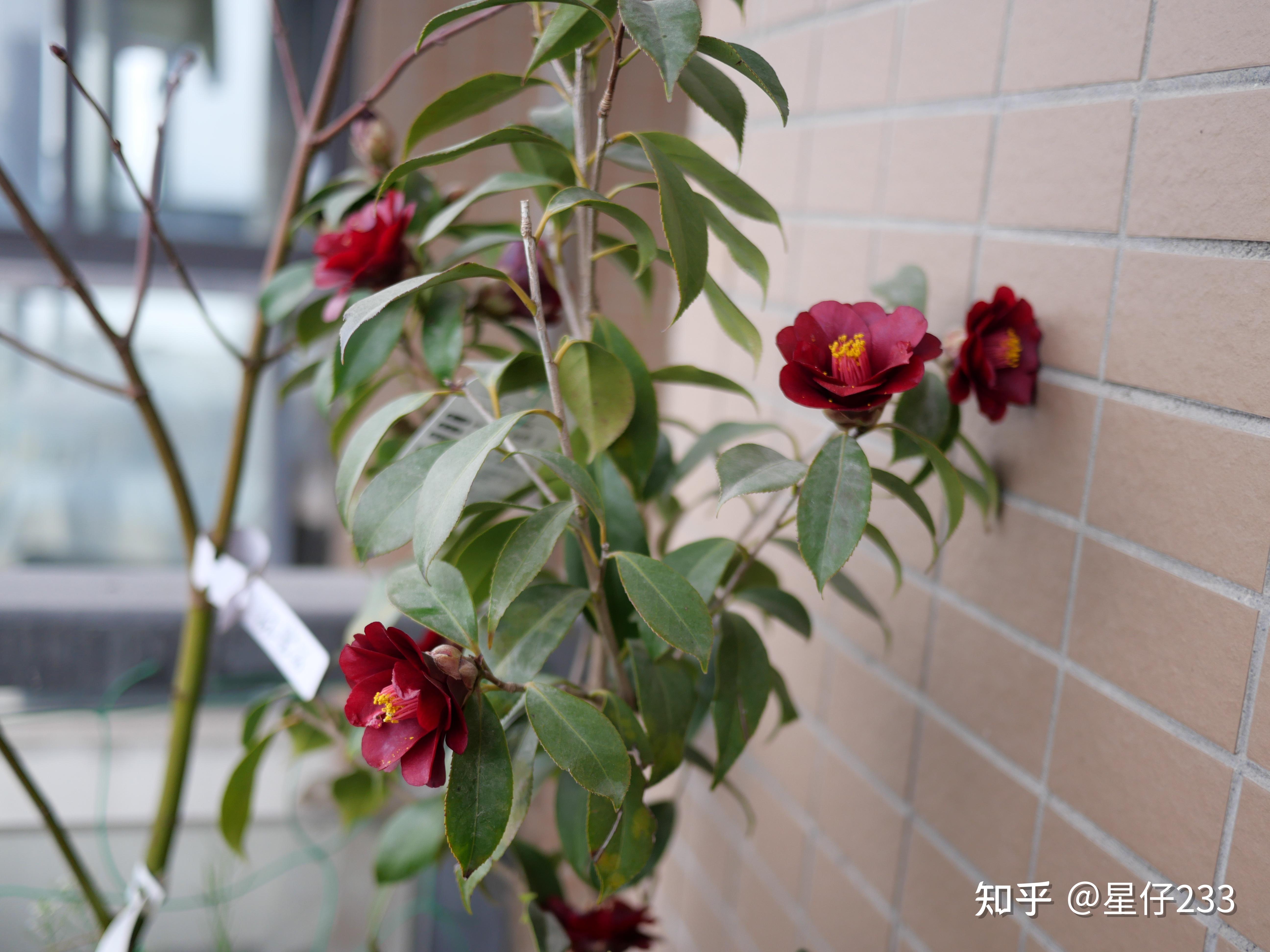 【2023冬季】日本茶花 黑椿