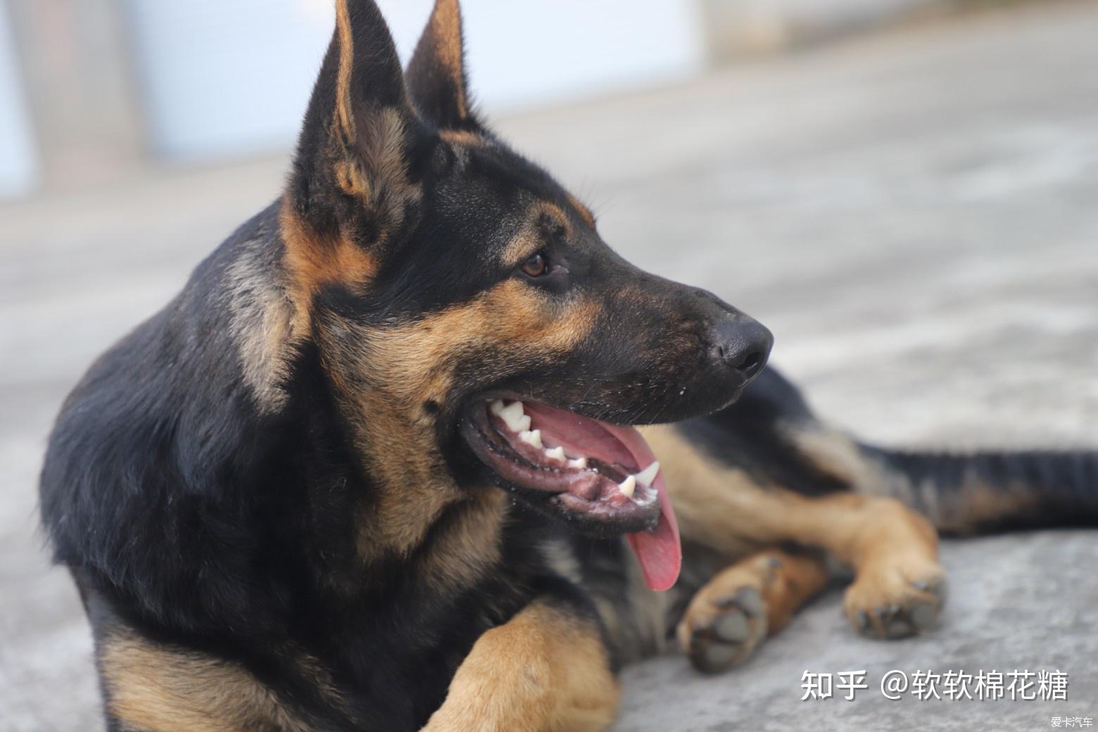 中华国犬 昆明犬 - 综合工作犬交易 - 猛犬俱乐部-中国具有影响力的猛犬网站 - Powered by Discuz!