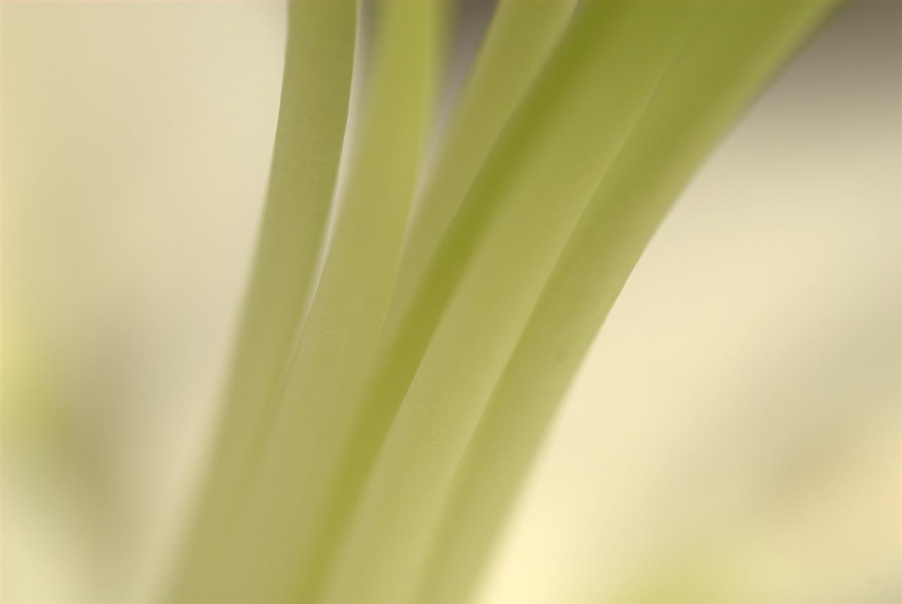 大树的茎是什么茎