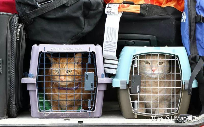 怎么带小猫咪安全坐飞机？史上最详细的随机托运指南！ 知乎