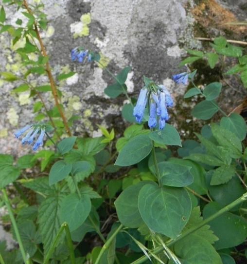 紫草科花卉:滨紫草及其他