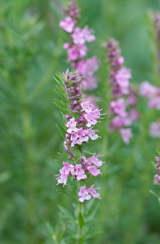 有哪些适合家庭种植的食用香草? - 知乎
