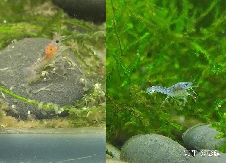 澳比杜斯珍珠天空蓝魔虾与人工天空蓝魔虾的区别 - 知乎