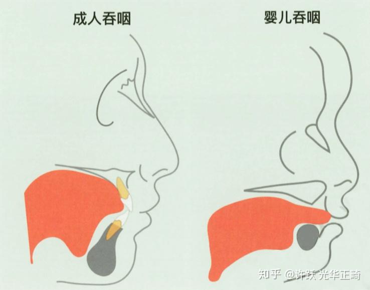 舌頭口腔界的肌肉猛男