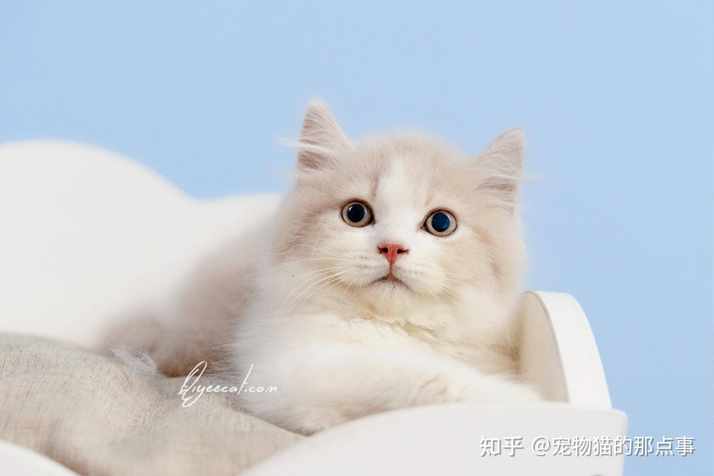 长毛猫图片大全长毛猫高清壁纸