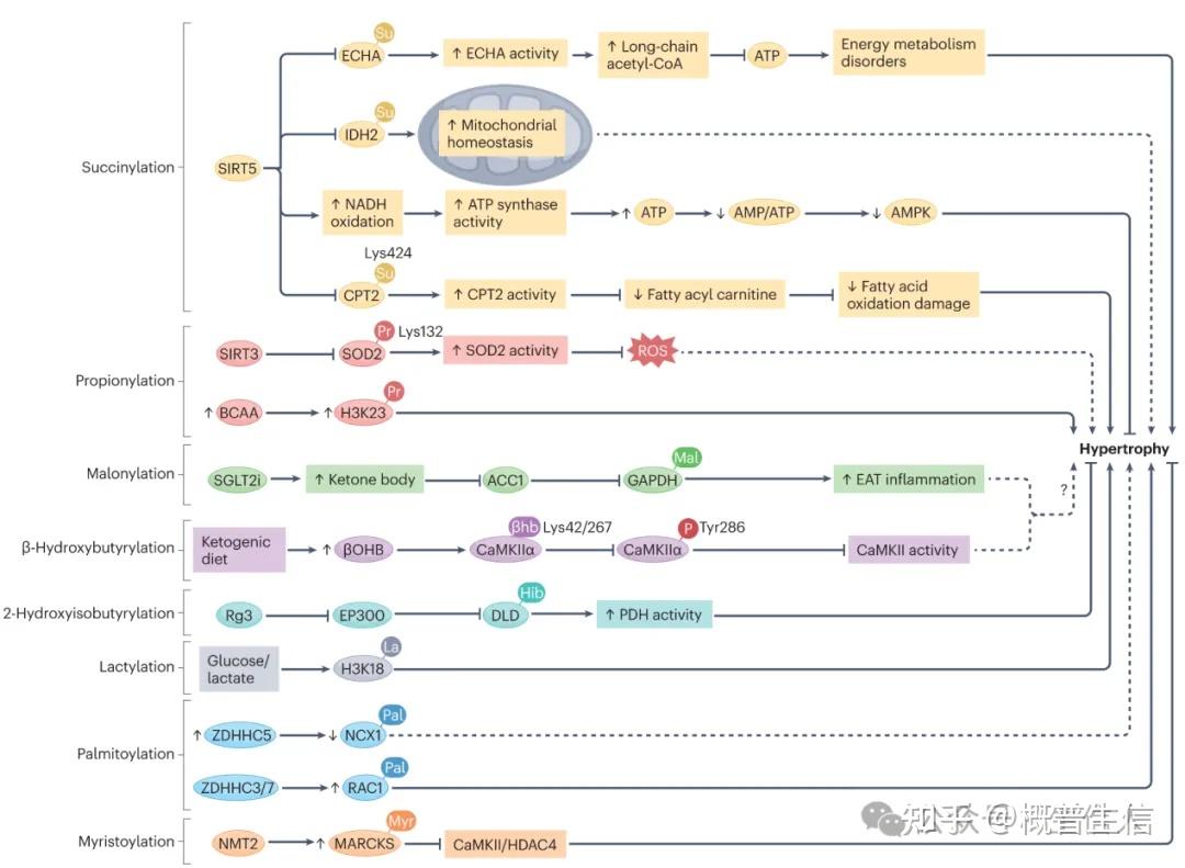 Nature最新综述:天津大学何国伟院士团队解析心肌肥厚的十大酰化修饰 - 知乎