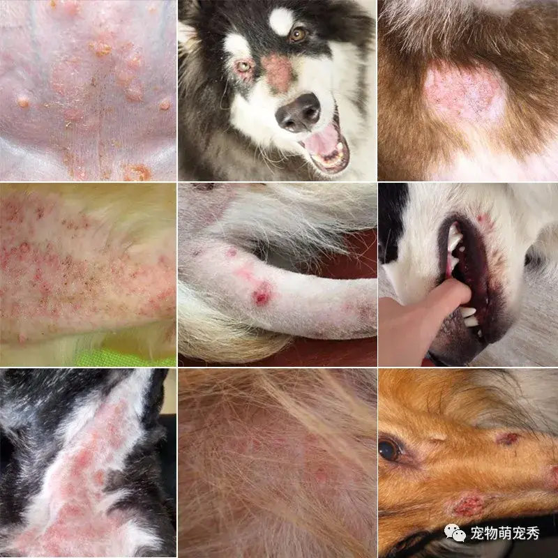 一般常见的狗狗皮肤病种类有:真菌,螨虫,细菌,湿疹,脓皮症,皮炎,或