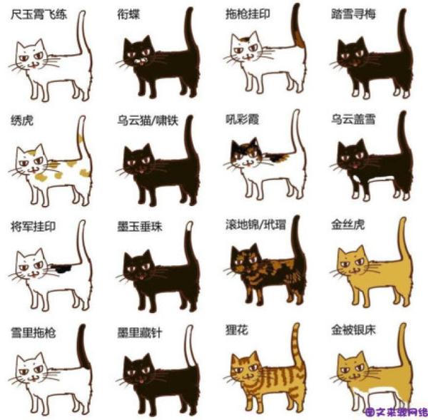 猫的品种划分 知乎