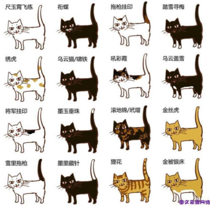 猫的品种划分