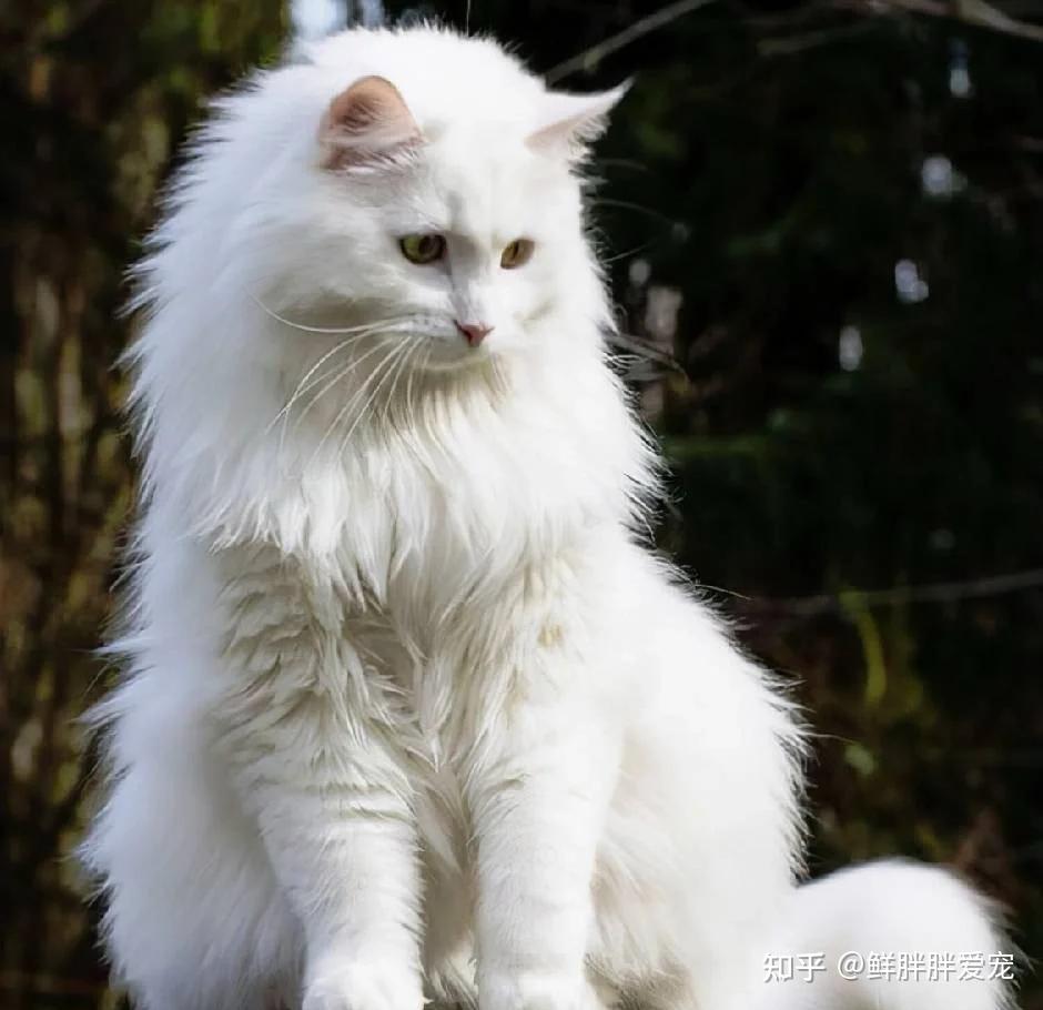 田园猫中的“王者”狮子猫 - 知乎