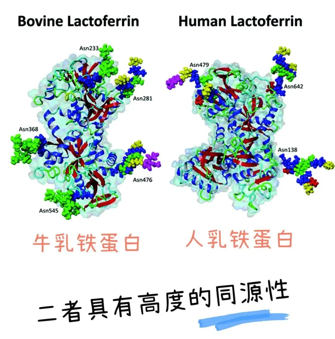 火爆婴幼圈的乳铁蛋白究竟有没有那么给力