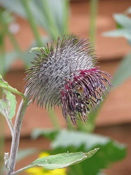 管状花亚科—菜蓟族(七):漏芦