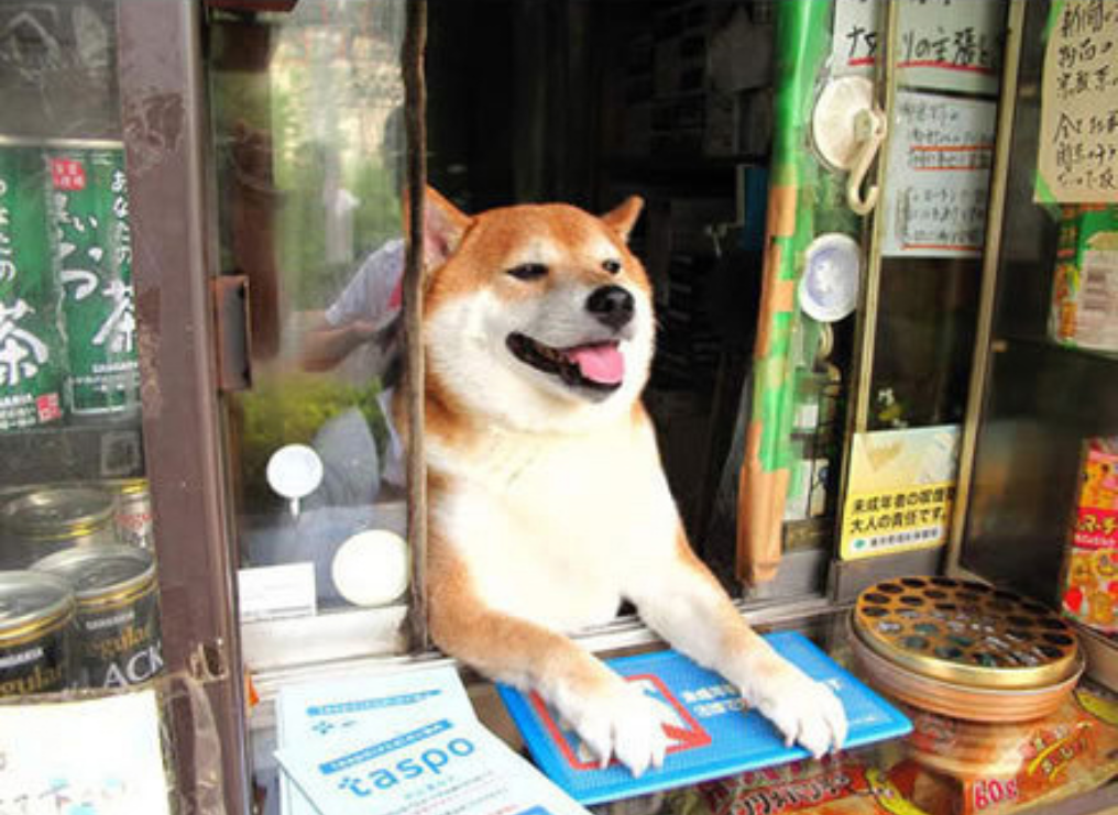 日本萌萌哒柴犬店员退休啦 知乎