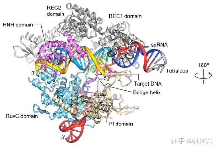 核酸的剪刀——CRISPR/Cas - 知乎