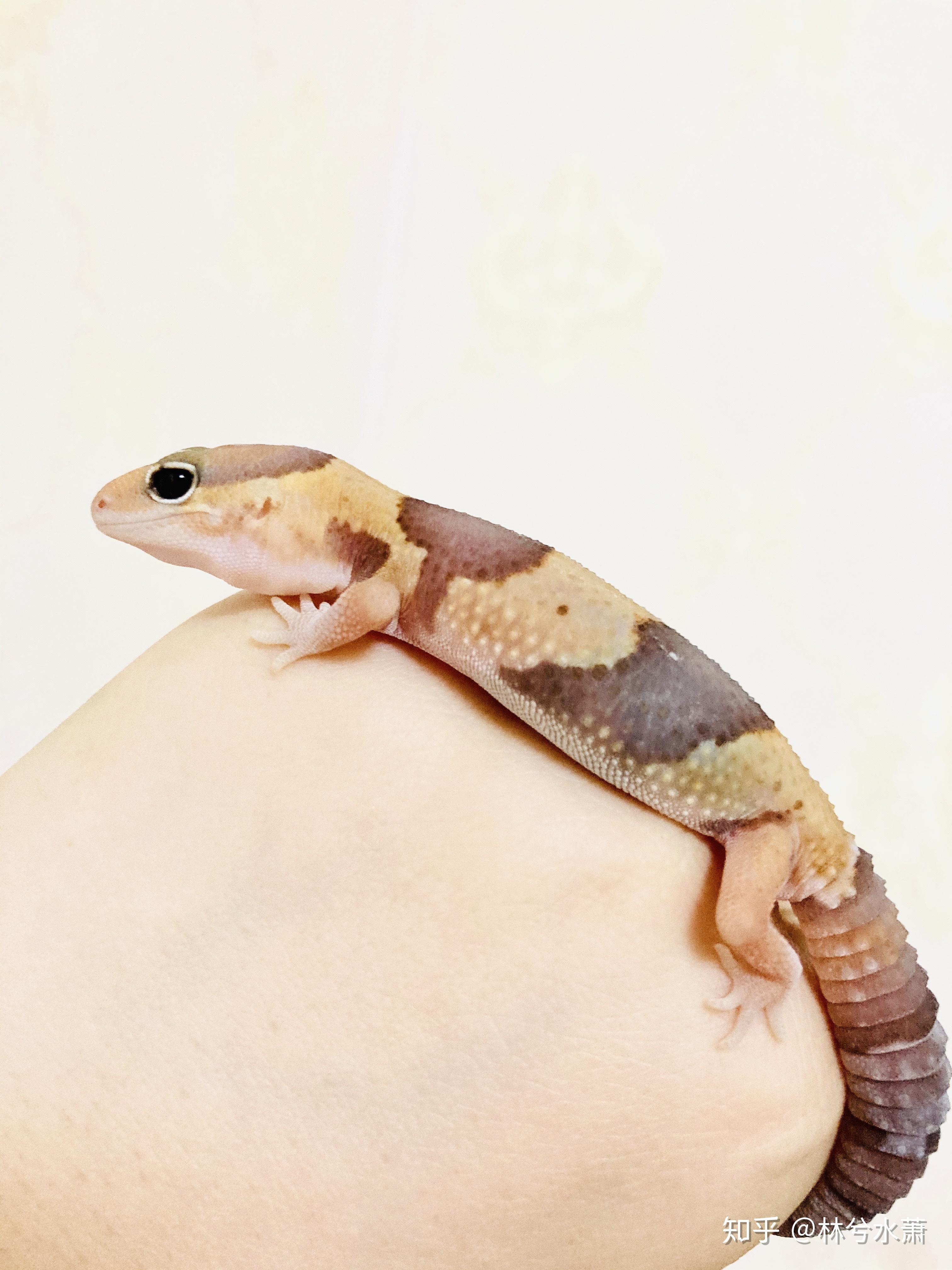 肥尾守宫好养吗,养一只大概多少钱? - 知乎