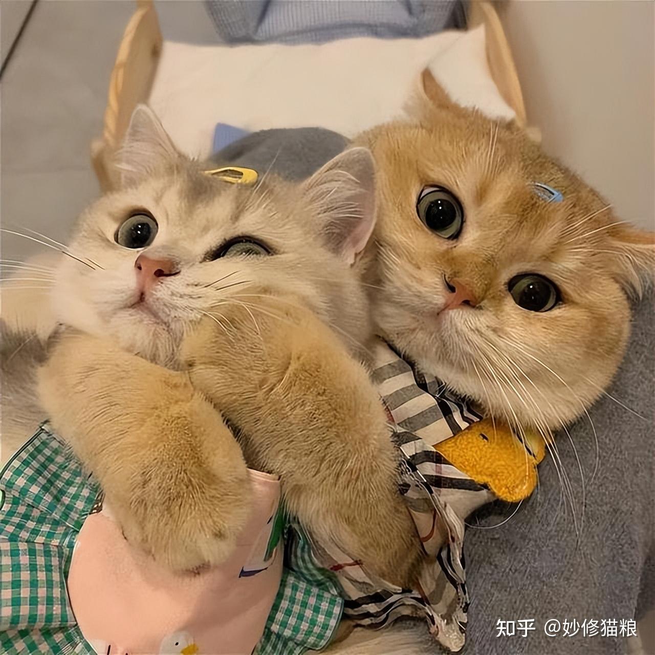 原来“公猫”和“母猫”差别很大,不是忽悠你! - 知乎