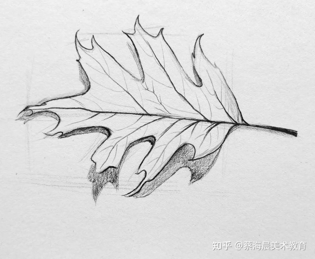 【素描枫叶】临摹步骤图教程