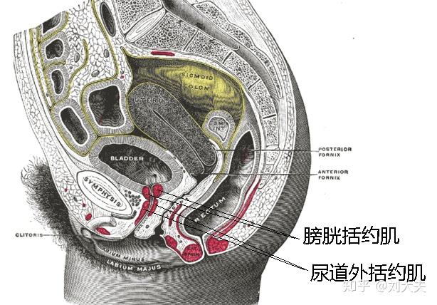 漏尿女人尴尬的烦恼