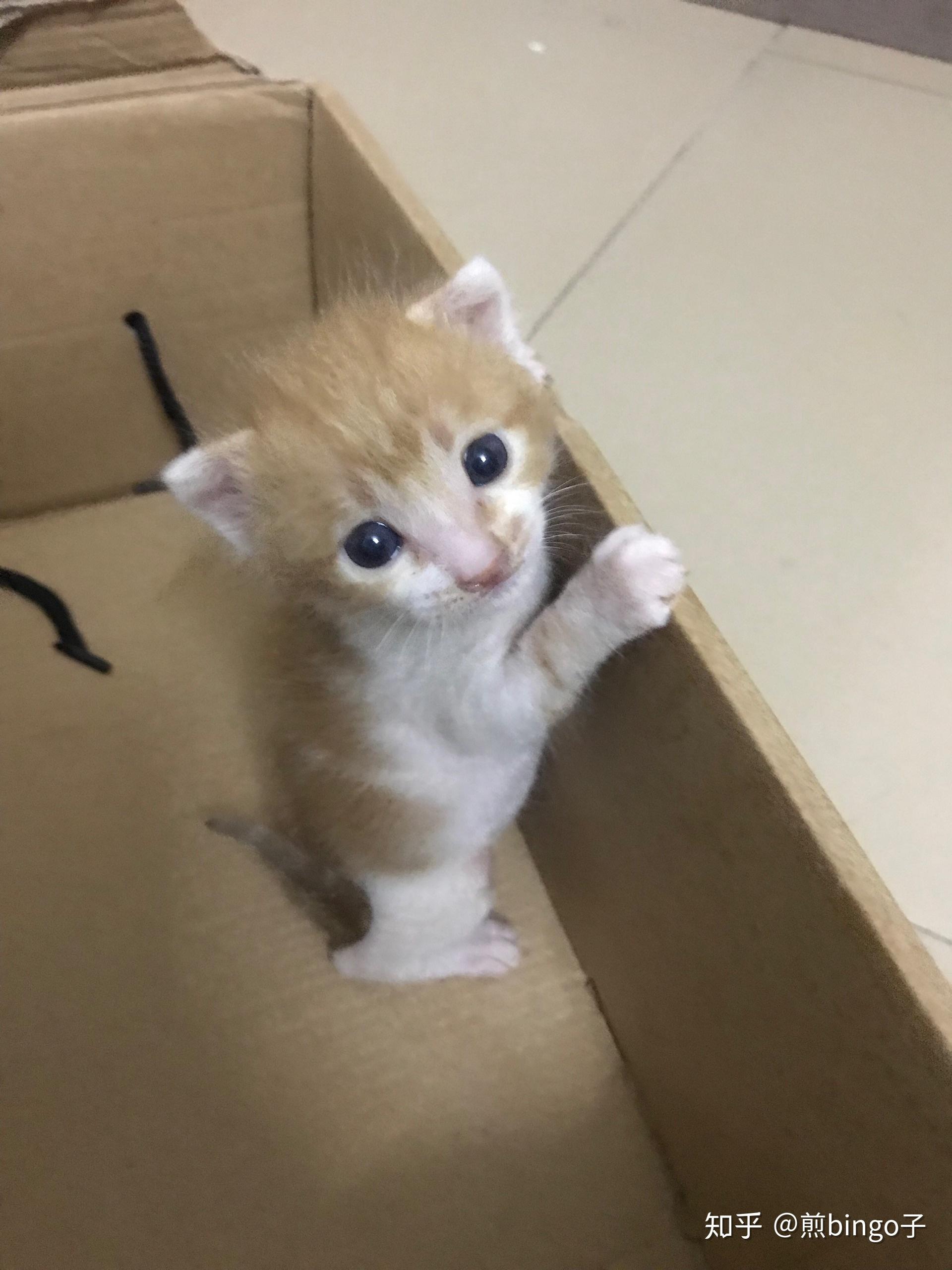 请问满月的小橘猫怎么喂养