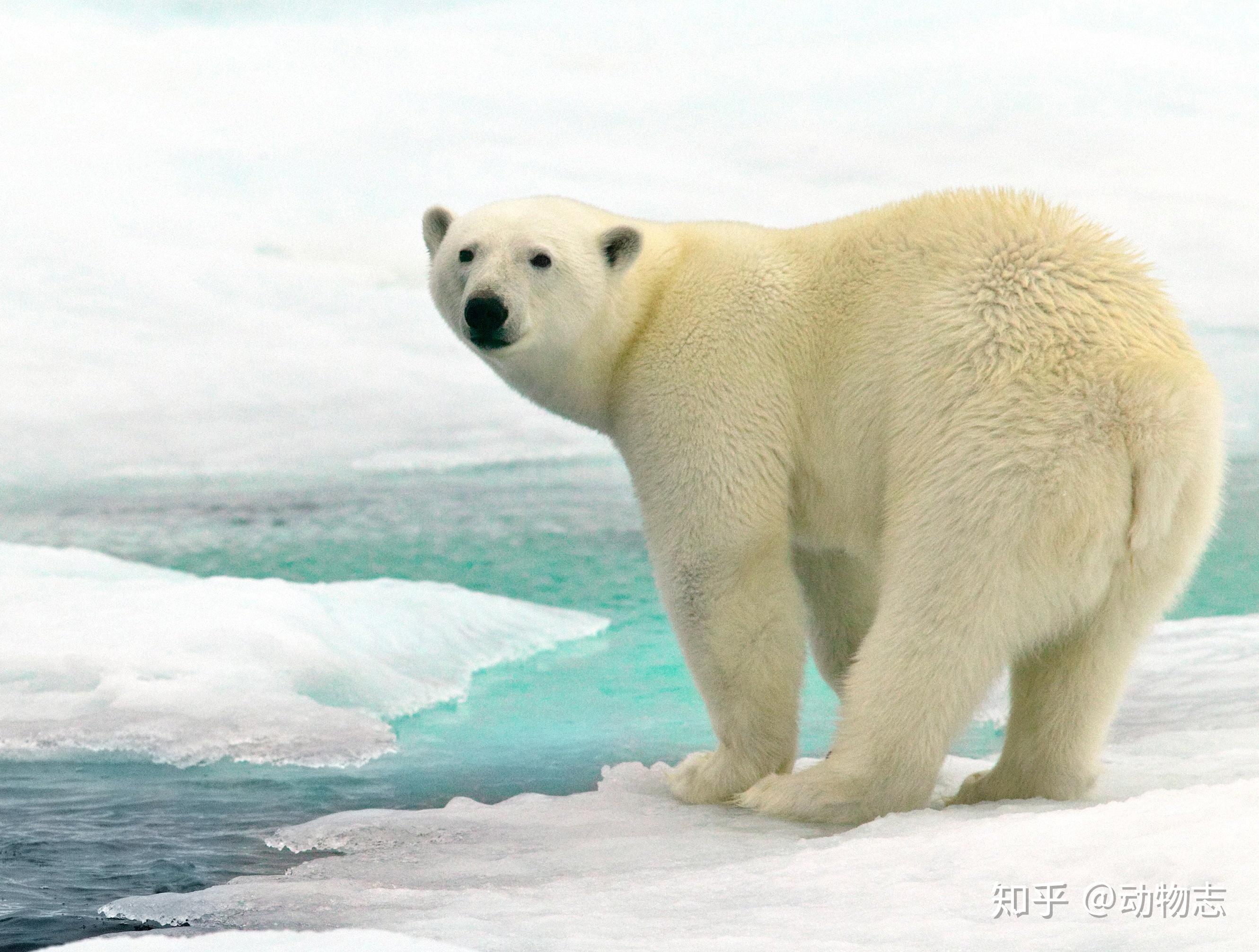 北极熊图片素材-编号13927822-图行天下