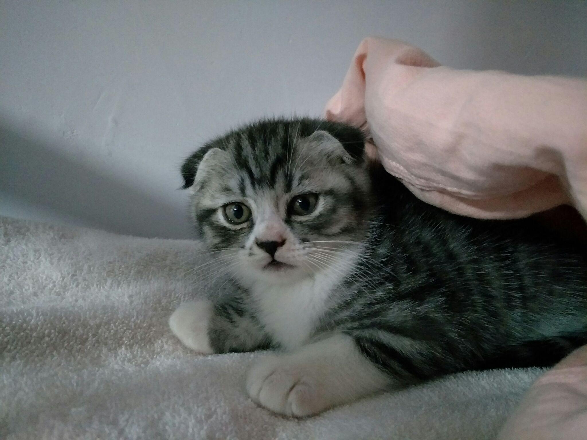 在网上看到一只美短猫一个月耳朵很塌请问这是折耳吗或者有折耳基因吗