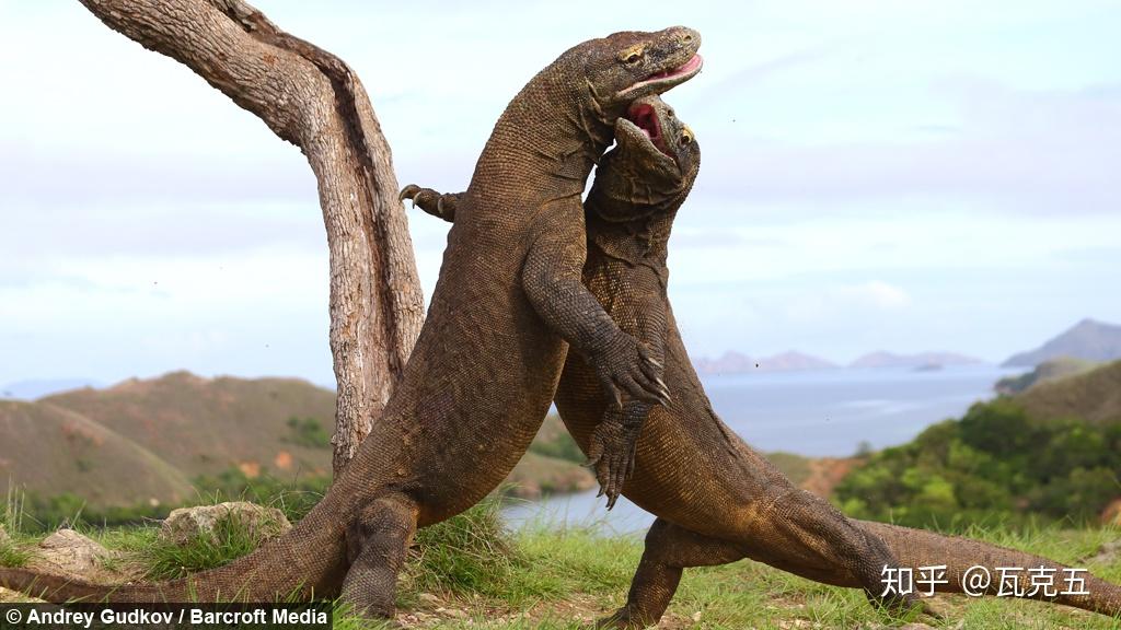 想看这只活恐龙请趁早门票随时从15美元涨到500刀科莫多岛