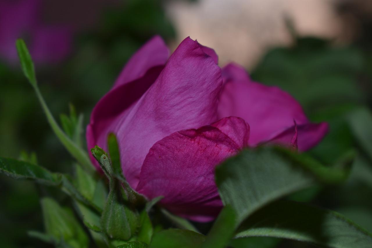 怎么使三角梅多开花