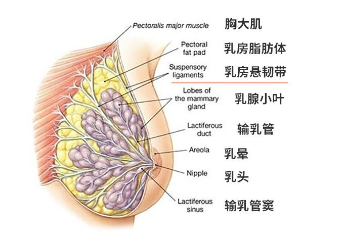 乳房里面的结构图图片